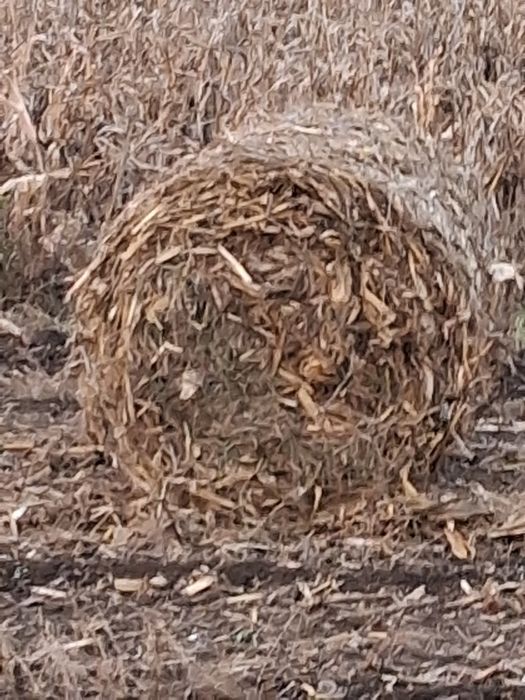 Vnd lucerna fin panusi paie