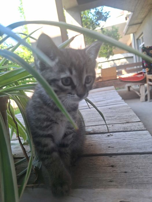 Продам котят в хоршие руки.