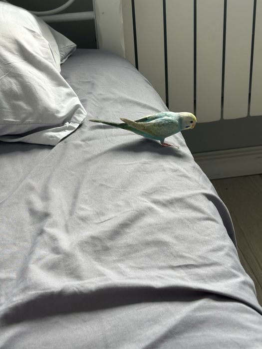 папугай с клеткой