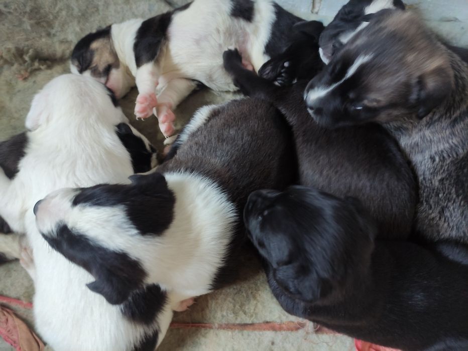 Щенки стаффа и азиата