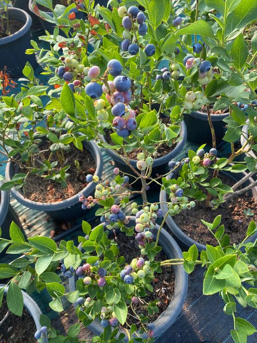 Голубика плодоносящая 5 лет кусты.