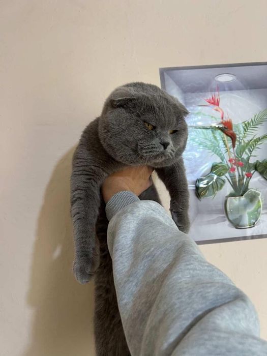 Mushuk Sicotish fold serey