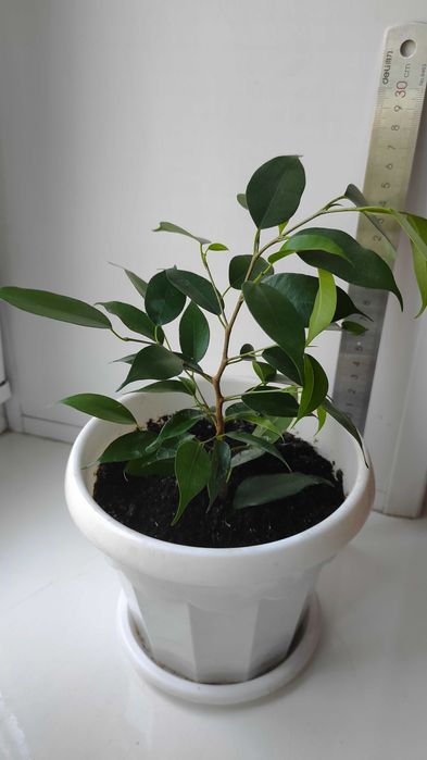 Фикус Бенджамина  (Ficus benjamina)
