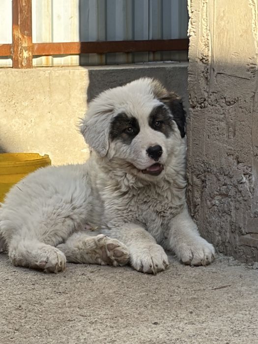 Қазақи төбет 3 айлық