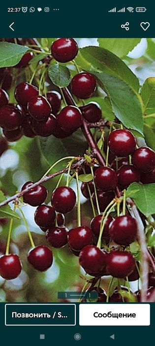 жидек  вишня  ағаштарын  сатамын  1-2 жылдық