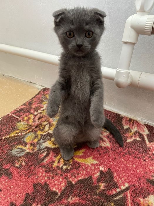 котенок в добрые руки