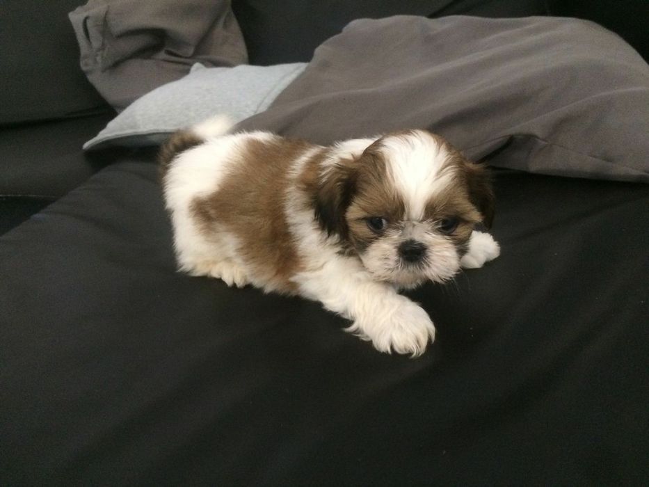 Shih-tzu talie mica mini toy