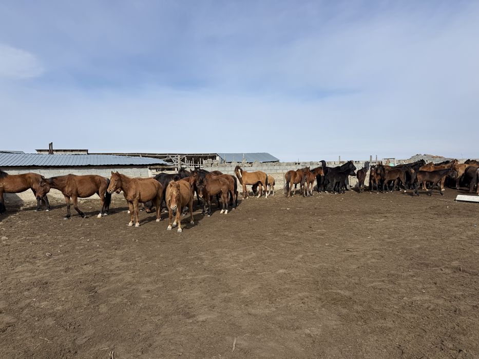 Жабагылар сатамын 40 бас ургашы