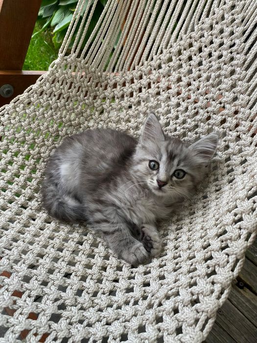 Отдам котят  БЕСПЛАТНО