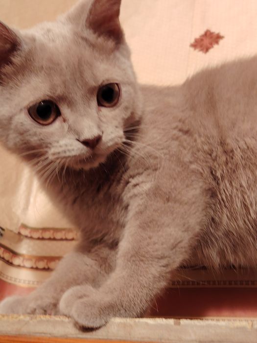 Селкирк Рекс серо голубая девочка