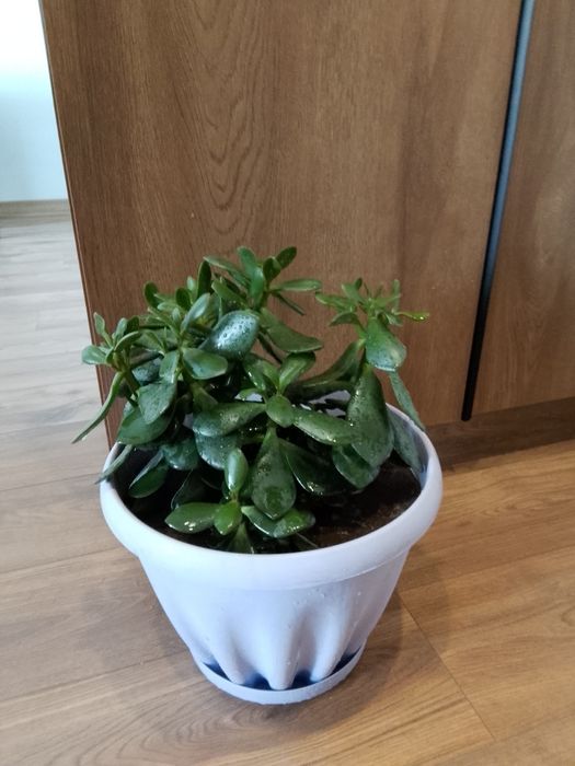 Продам денежное дерево