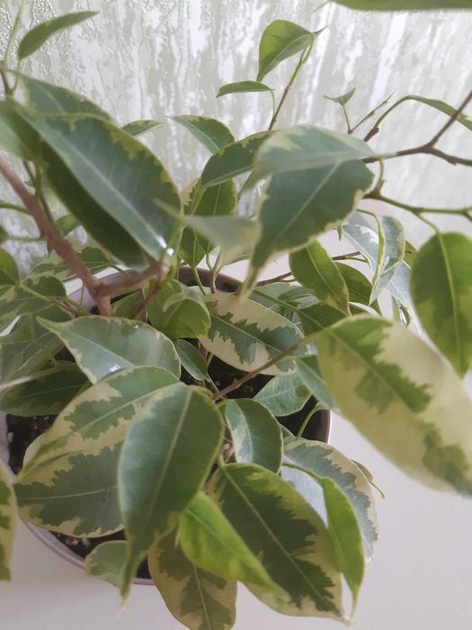 Фикус Бенджамина Кинки