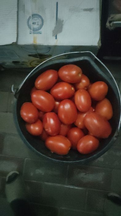 Помидоры домашние