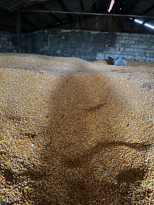 Porumb boabe Pioneer