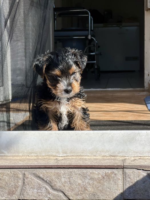 Йоркширски териери