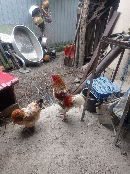 Vând cocoși crescuți la țară
