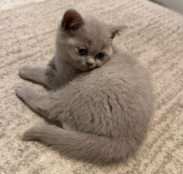 Британски Късокосмести Котенца