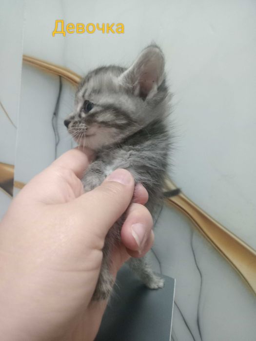Срочно продаеться
