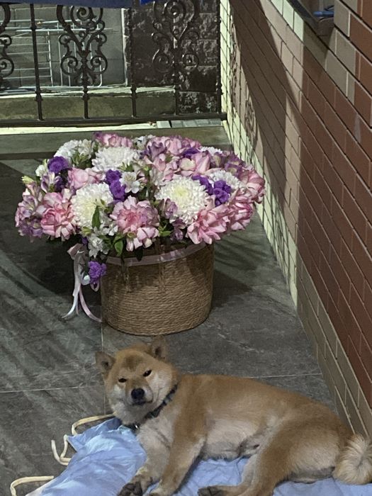 Вязка кабеля шибы Ину