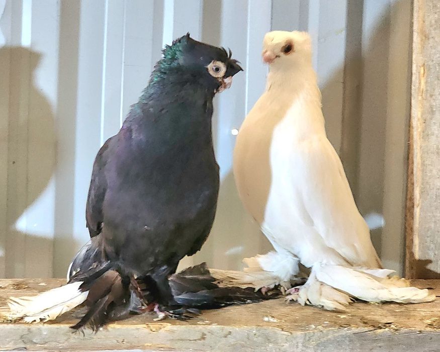 Продаются голубь