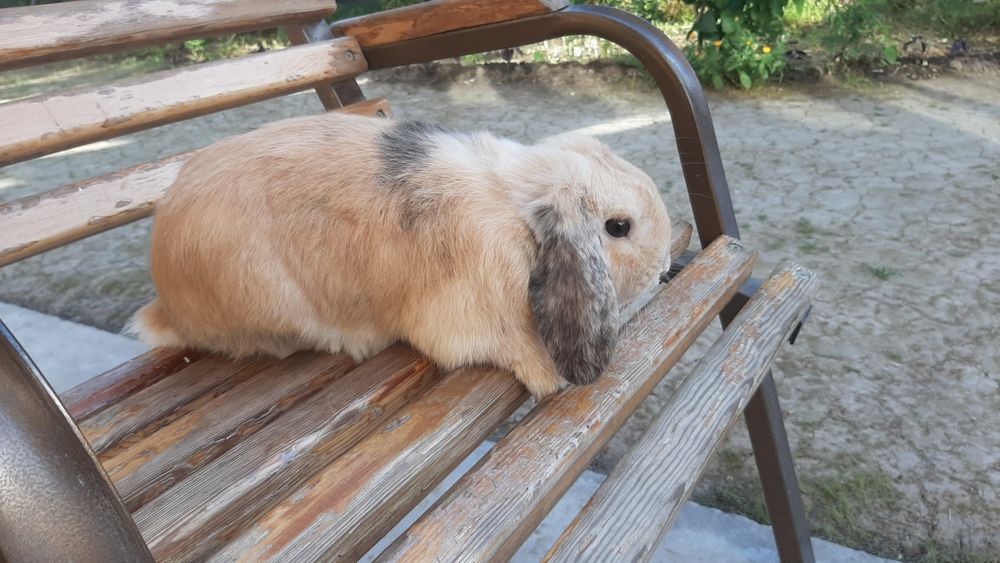 Karlik baran sotiladi
Karlik baran 
Jinsi : erkak iwlashga ta