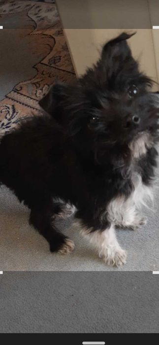 Йоркширски териер