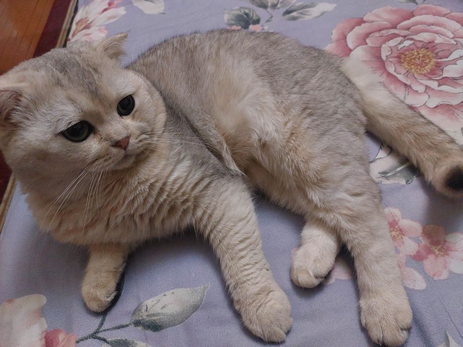 Шиншила куёвга келин керак