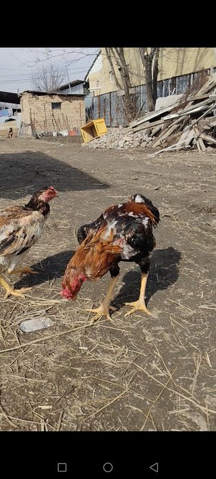 Продам дакана 100% китаец