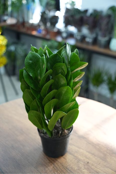 Замиокулкас пирамида