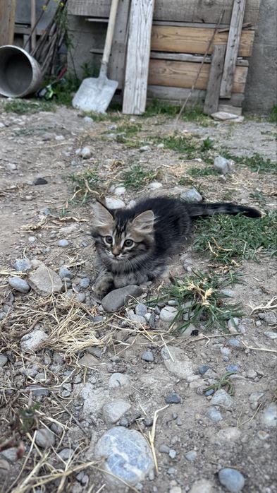 Отдам котят бесплатноо
