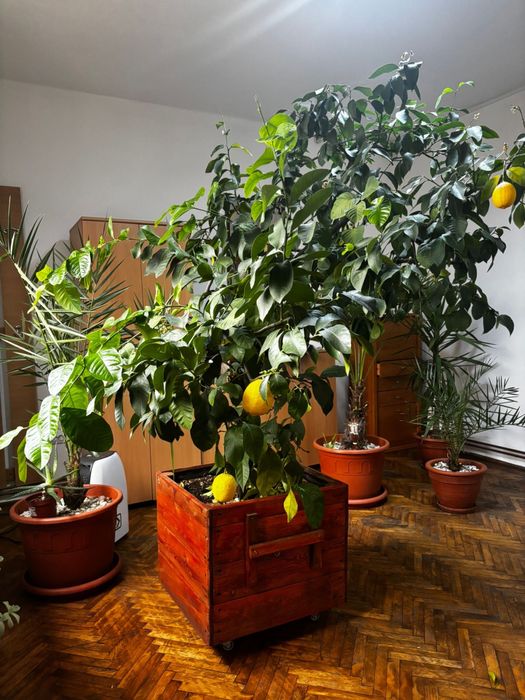 Lamai foarte roditor peate 2 m inaltime!!!