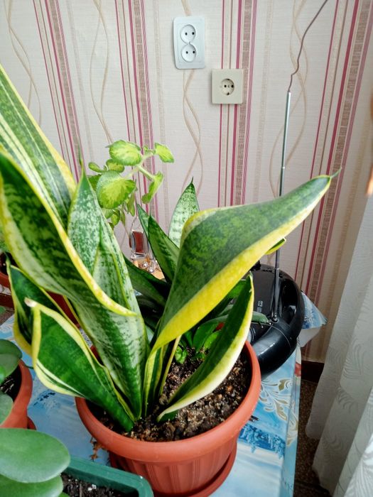 Цветы комнатные продам