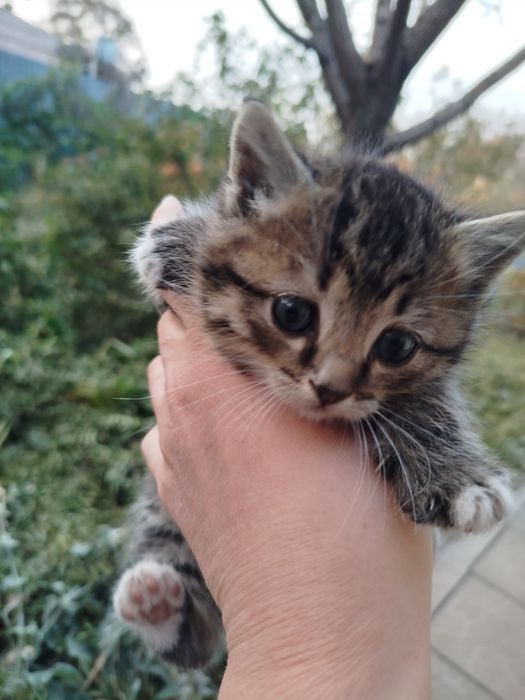 Отдам котёнка, девочка