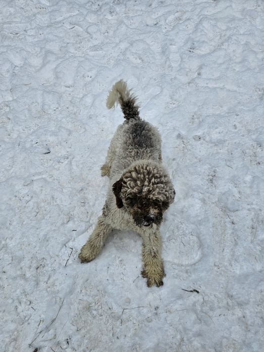 Vand caine Lagotto Romagnolo rasa pura