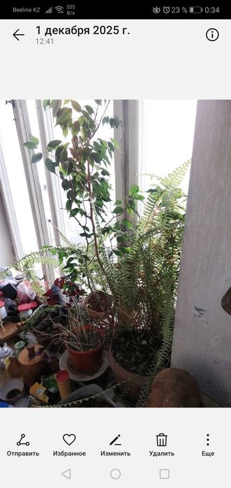 Комнатные цветы продам