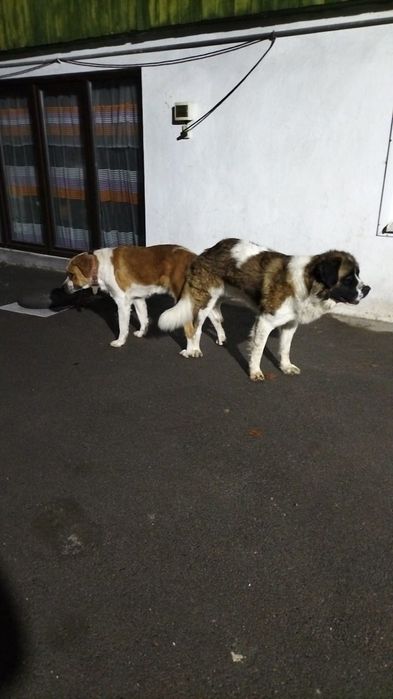 Щенки Московской сторожевой