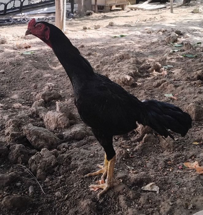 Dakan xoʻroz qora sotiladi