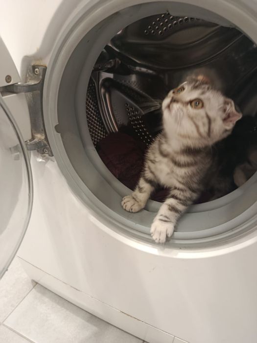 Продам котят скотишь фолд