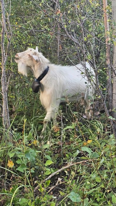 Capre de lapte carpatine românești