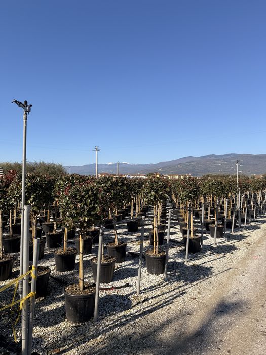 Photinia Red Robin tufa /tija (Plante ornamentale )