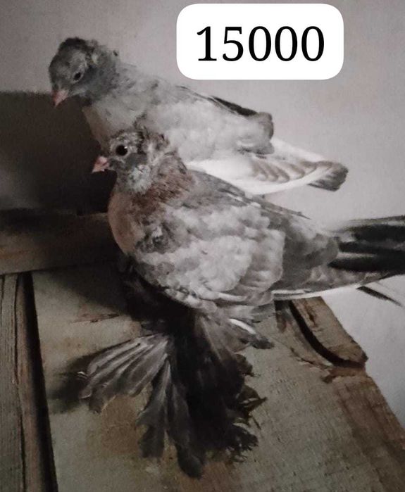 Продам голубей...