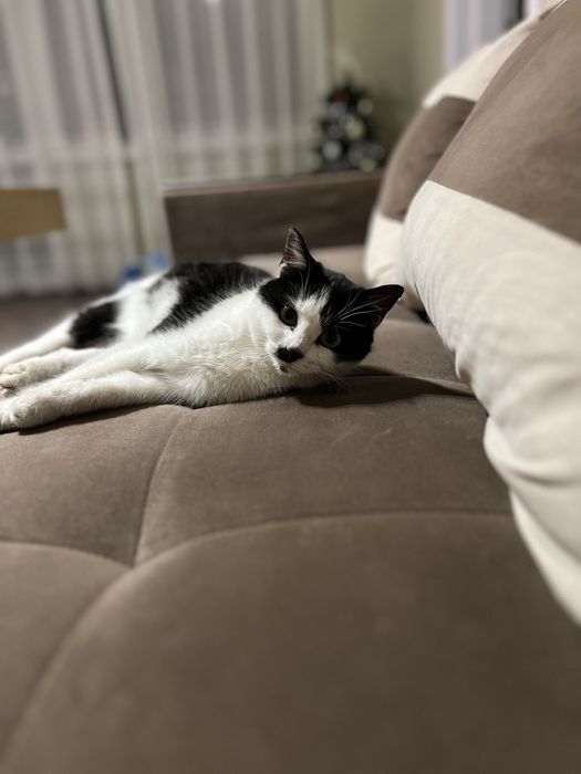 Подарявам  момиченце коте на 7-8 месец