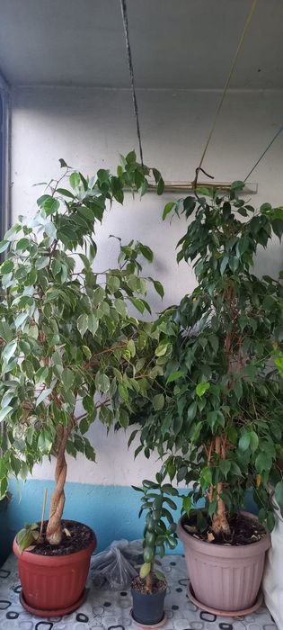 Продам цветы фикусы