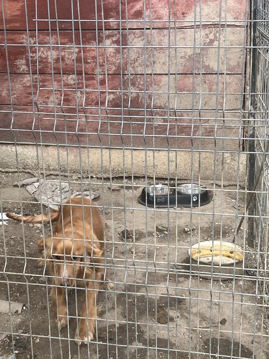 Cocker spaniel femela