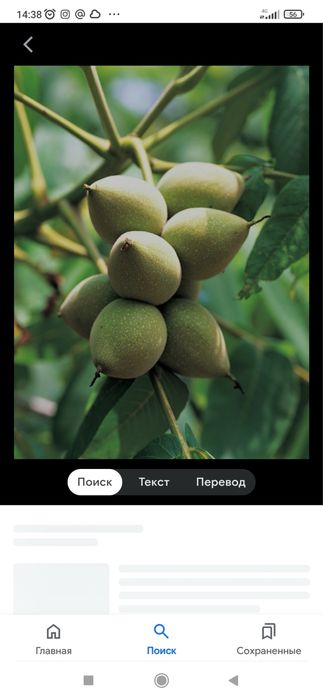 Продам саженец маньчжурского ореха