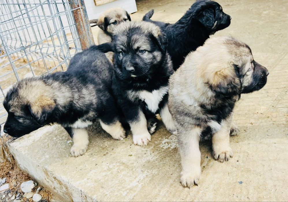 Donez caine ciobanesc  corb