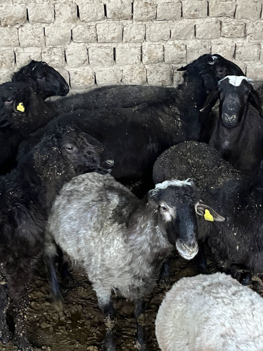 Қошқар бар сойып беремиз басын үйітіп береміз