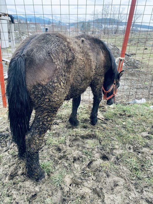 Manz 6/7 luni  din parinti ardenenez