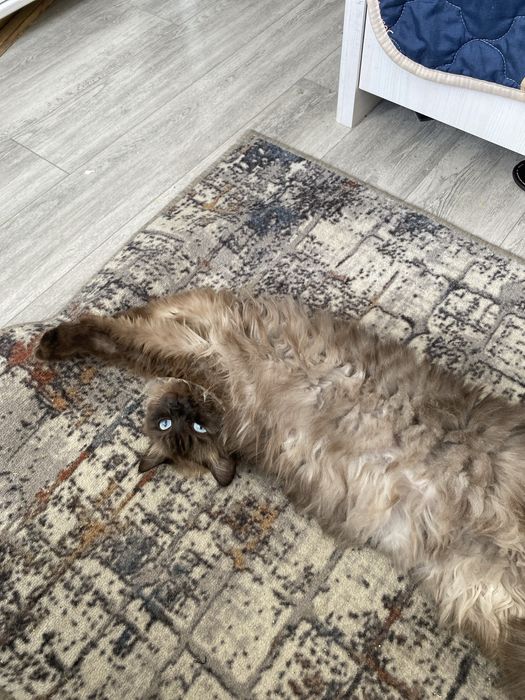 Стелиризованная кошечка