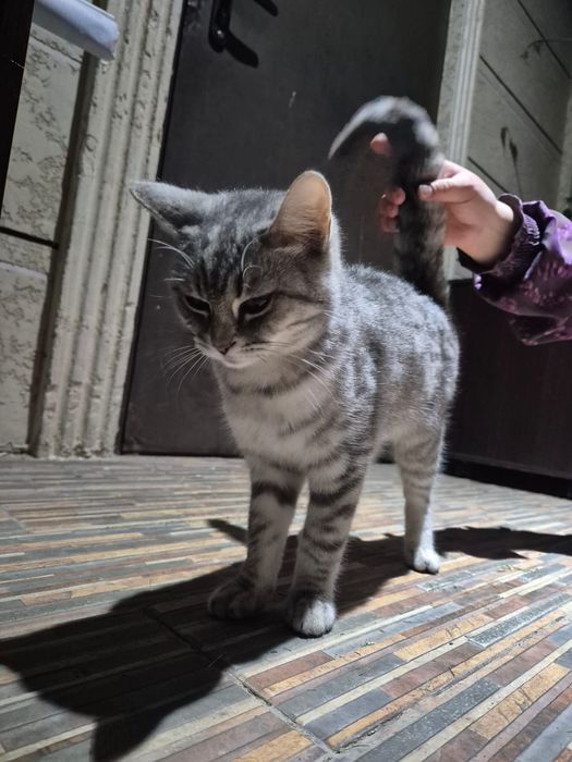 Кошка ищет любящих хозяев